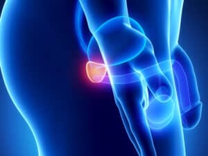 illustration de la prostate d'une homme lovatoy